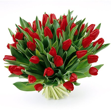 Bukiet 35 Tulipanów Czerwonych