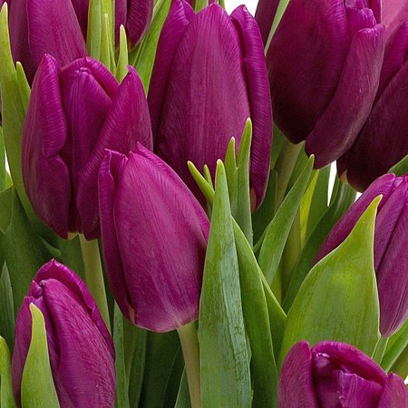 Bukiet 25 Tulipanów Fioletowych