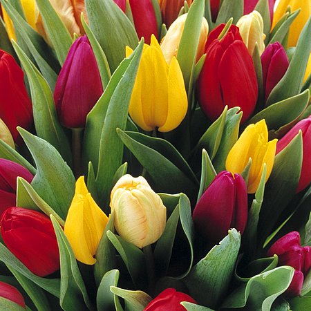 Bukiet 35 Tulipanów Kolorowych