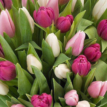 Bukiet Pastelowych Tulipanów