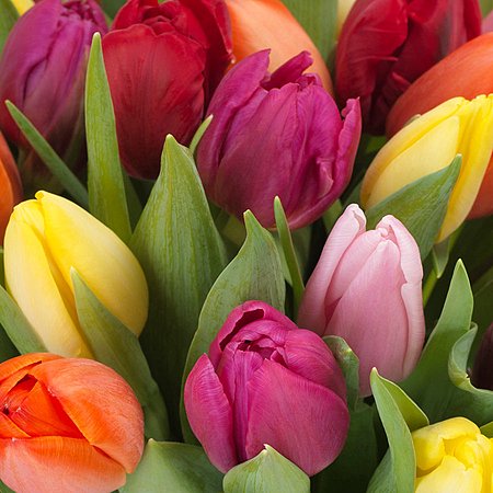 Bukiet 25 Tulipanów Kolorowych